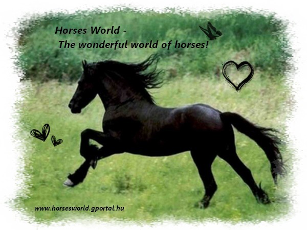 Horses World - The Wonderful world of horses!!!
